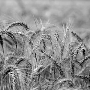 Agricultural background of ears of wheat