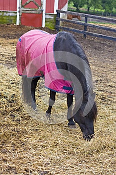 Agricultural background with grazing horse