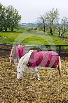 Agricultural background with grazing horses