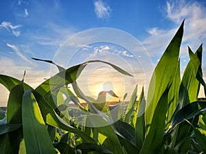 Agricultural background. Green juicy leaves of young corn in the field on the sunset summer, closeup. Agricultural background