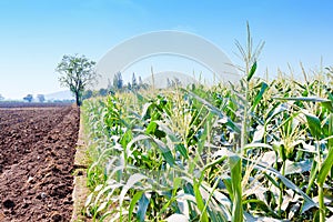 Agricultural background life of natural Corn farm