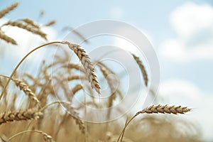 Agricultural background. Ripe golden spikelets of wheat in field