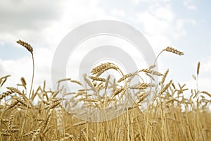 Agricultural background. Ripe golden spikelets of wheat in field