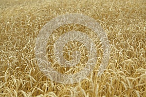 Agricultural background. Ripe golden spikelets of wheat in field