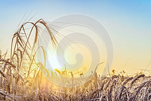Agricultural background with ripe rye spikelets