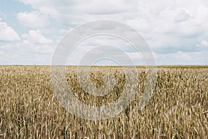 Agricultural background with ripe spikelets of rye. Beautiful na