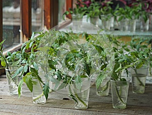 Agricultural background.When the tomato seedlings outgrow, the sprout is cut and put in a glass of water so that it takes root.