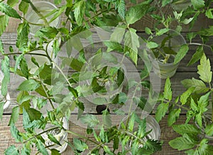 Agricultural background.When the tomato seedlings outgrow, the sprout is cut and put in a glass of water so that it takes root.