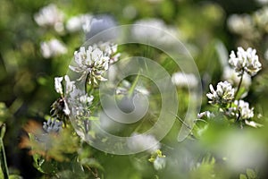 Agricultural background of White clover close up