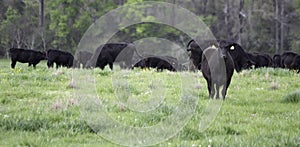 Agricultural banner Angus crossbred herd in spring pasture photo