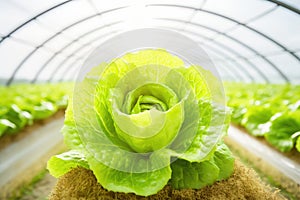 Agricultural beauty: lettuce under glass