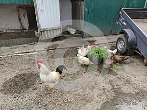 Agricultural birds - rooster, hens and ducks in a farm yard