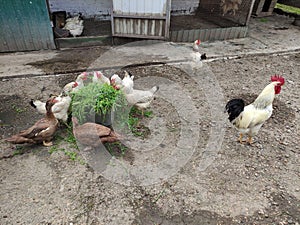 Agricultural birds - rooster, hens and ducks in a farm yard