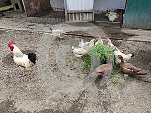 Agricultural birds - rooster, hens and ducks in a farm yard