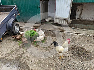 Agricultural birds - rooster, hens and ducks in a farm yard