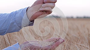 Agricultural business, man farmer pours good harvest of golden wheat grains slowly from hand to hand in reaped bread