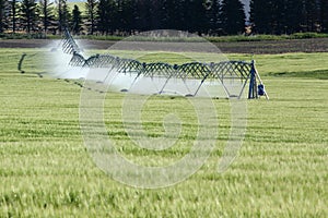 An agricultural center pivot irrigation sprinkler in a barley field