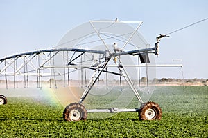 An agricultural center pivot sprinkler.