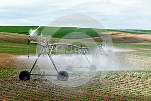 An agricultural center pivot sprinkler irrigating a field of potatoes in Idaho.