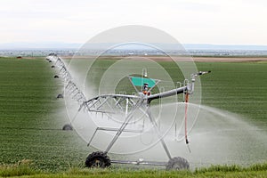 An agricultural center pivot sprinkler in a wheat field.