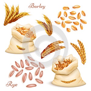 Agricultural cereals - barley and rye vector set. Realistic grains and ears isolated on white background