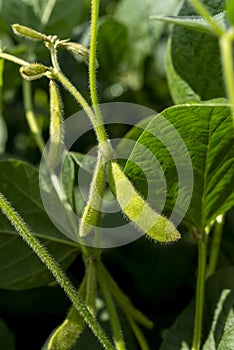 agricultural, Close-up young green unripe soybean pods on the stem of plant in a soybean field