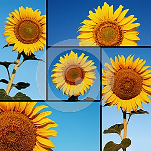 Agricultural collage composed of sunflowers