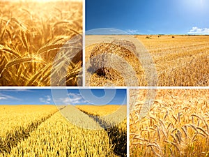 Agricultural collage composed of wheat fields