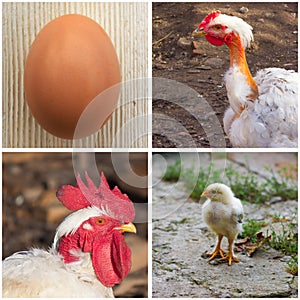 Agricultural collage of photos of eggs, chicken, rooster and chicken