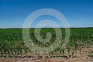 Agricultural corn`s field located near the village