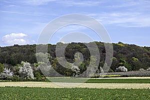 South Limburg is fantastic in spring because of the palette of flowering crops and trees that color the landscape. photo