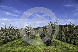 South Limburg is fantastic in spring because of the palette of flowering crops and trees that color the landscape. photo