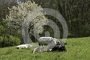 South Limburg is fantastic in spring because of the palette of flowering crops and trees that color the landscape. photo