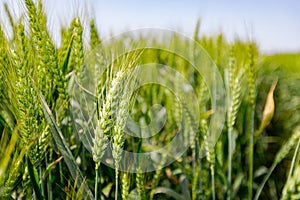 Agricultural crop field of young wheat ears close-up are waving in wind