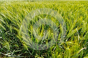 Agricultural crop field of young wheat ears close-up are waving in wind