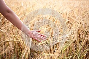 Agricultural crop plant rye, rye field at sunset in sunlight, grain harvest, grain crop, female hand holding ears