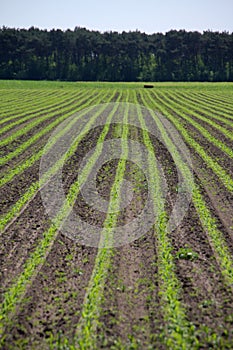 Agricultural crops