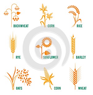 Agricultural crops. Concept for organic products label, harvest and farming, grain, bakery, healthy food.