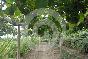 Agricultural Crops In Reque Peru