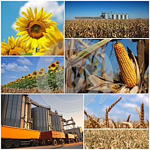 Agricultural Crops Photo Collage