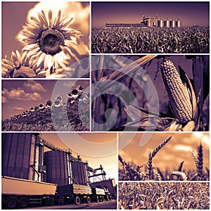 Agricultural Crops Photo Collage