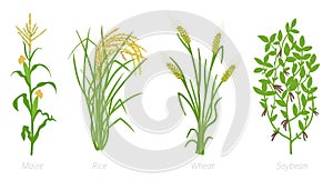 Agricultural crops. Rye, rice maize wheat and Soybean plant. Vector illustration. Secale cereale. Agriculture cultivated plant.