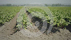 Agricultural cultivated beetroot field