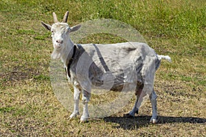 An agricultural dairy animal a white goat with horns abounds in the countryside. A goat with a collar grazing in a meadow eats photo