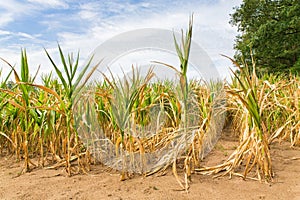 Agricultural damage drought in corn plants