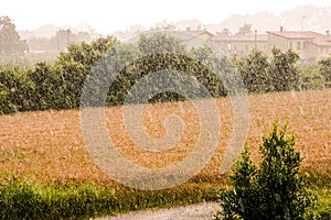 Agricultural disaster, field of flooded crops