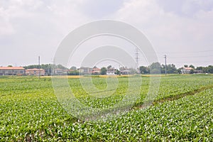 Agricultural disaster, field of flooded crops