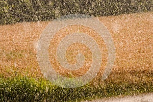 Agricultural disaster, field of flooded crops