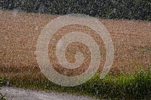 Agricultural disaster, field of flooded crops