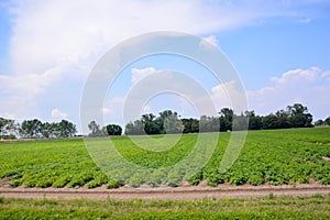 Agricultural disaster, field of flooded crops